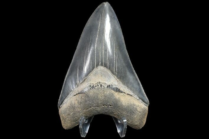 Serrated, Fossil Megalodon Tooth - Beautiful Enamel #84140
